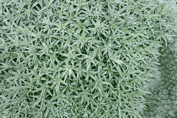 Green prickly grass in garden,natural background. Top view and soft pastel color toned.