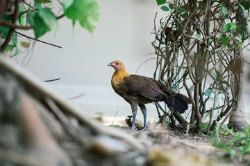 chicken in the garden