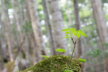 樹海の新芽