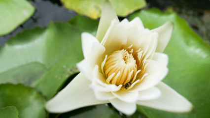 White Lotus