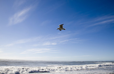 Fototapeta na wymiar Seagull in Flight New Zealand