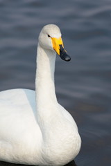 Fototapeta premium オオハクチョウ