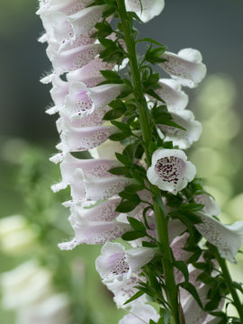 75 Best キツネノテブクロ Images Stock Photos Vectors Adobe Stock