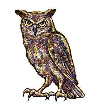 Owl hand drawing colorful. Good use for illustration, symbol, logo, mascot, or any design you want