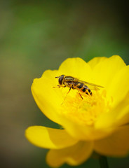 Close up of a wasp on the bright beautiful yellow flower