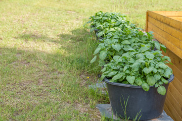 Potato trees plated on black buckets on natural stones with grass lawn and a shed as background