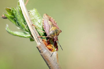 Close up of forest beetle sitting on a branch