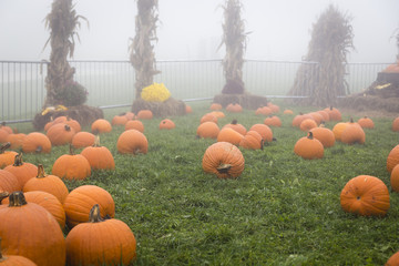 Pumpkin Patch Surrounded by Fence