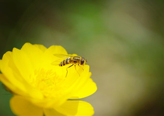 Macro of a wasp sitting on the bright beautiful yellow flower