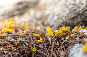 Yellow flowers on ground floor
