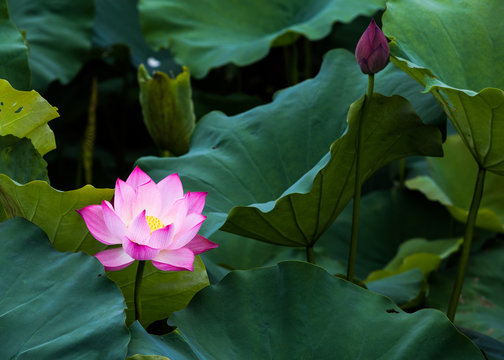 Lotus &ndash; Vietnam&rsquo;s national flower