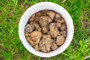 Horse manure in a white bucket 1