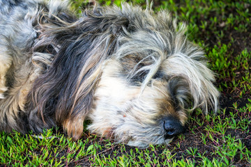 Naklejka na ściany i meble Muzzle of a dog sleeping on the grass
