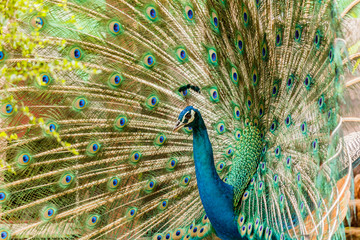 Obraz premium Peacock. Portrait of male peacock displaying his tail feathers.