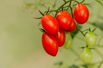 Vegetable garden with plants of red tomatoes.