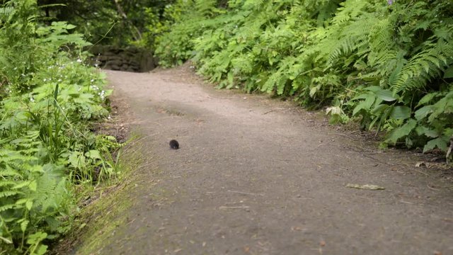 Little Mole Sniffs Around And Then Jumps (In The Middle Of Hiking Trail)