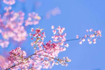 Fototapeta na wymiar Cherry blossom in spring time, sakura