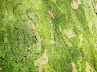 Green Bark of tree.