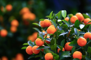 The tree mature orange