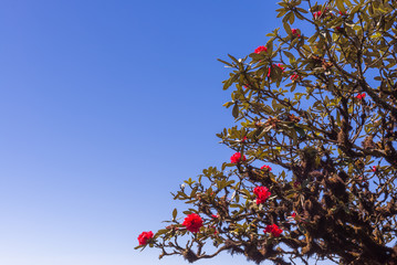 Azalea, Rhododendron bloom beside the cliff in Kew Mae Pan, Doi Inthanon, Chiang Mai, Thailand