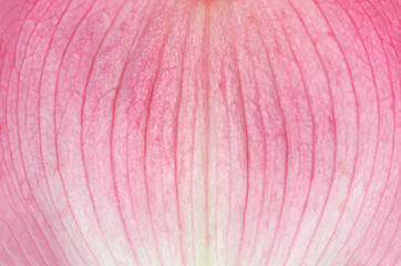 macro view of pink flower petal texture background - Powered by Adobe