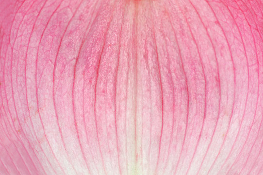 macro view of pink flower petal texture background