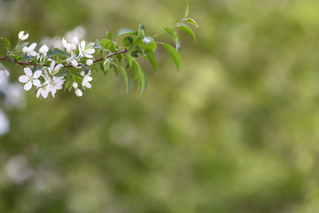 Branch of spring apple tree with white flowers, blooming background