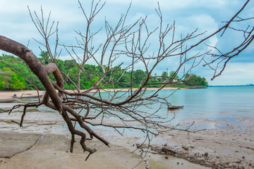 Old dry tree lies on the sand on the  sea