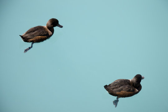 New Zealand Scaup