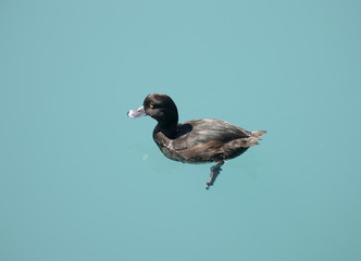 New Zealand Scaup
