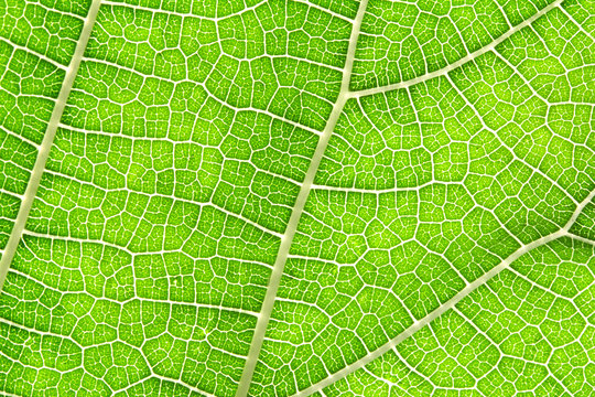 Close up the green leaf texture as green nature abstract background