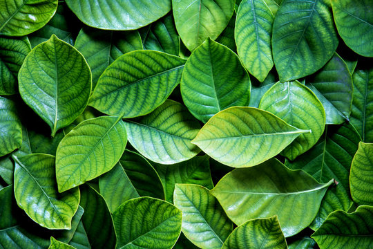 Fototapeta the  Fresh tropical Green leaves background