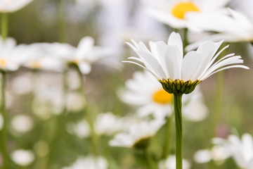 Single Daisy with daisies in background