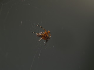 Spider garden-spider (lat. Araneus) kind araneomorph spiders of the family of Orb-web spiders (Araneidae) sits on the web