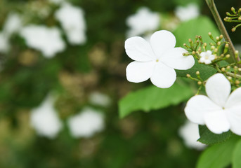 Viburnum macrocephalum, white flowers closeup in nature.