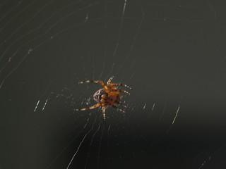 Spider garden-spider (lat. Araneus) kind araneomorph spiders of the family of Orb-web spiders (Araneidae) sits on the web