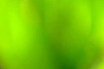 Abstract blur of colorful flowers