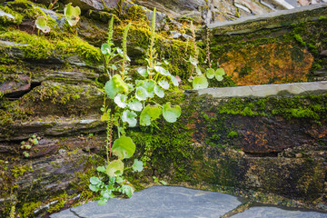 Piodao is a traditional shale village in the mountains. District of Coimbra. Portugal