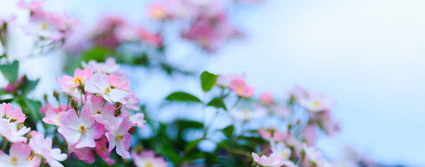 花と空