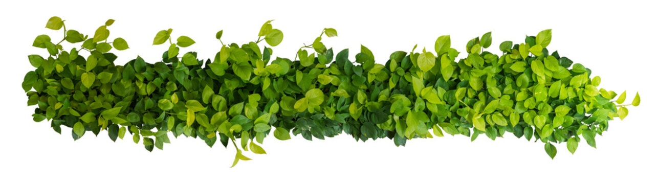 Kurve Installation global Heart shaped green yellow leaves of devil's ivy or golden pothos, panoramic top  view bush isolated on white background, clipping path included. Stock-foto  | Adobe Stock