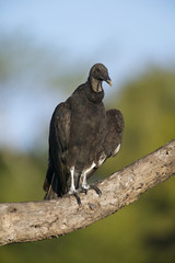 Black vulture (Coragyps atratus)