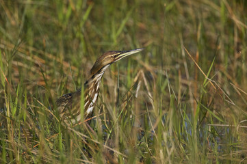 American Bittern (Botarus lentiginosus)