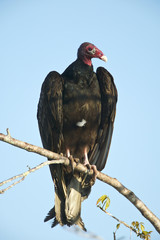 Turkey vulture (Cathates aura)