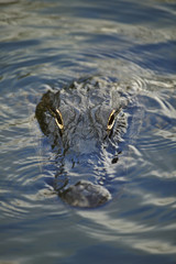 American alligator (Alligator mississippiensis)