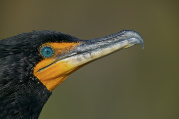 Double crested cormorant (Phalacrocorax auritus)