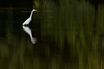 Great egret (Egreta alba)
