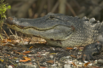 American alligator (Alligator mississippiensis), Everglades NP, Florida USA