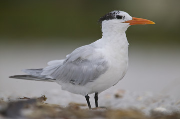 Royal Tern (Sterna maxima)