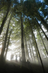 Light Mist Tress In Forest