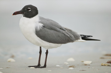 American Laughing gull (Larus atricilla)